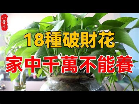 雞蛋花風水陽台|【雞蛋花風水陽台】雞蛋花風水禁忌！這4種花別擺陽台上，小心。